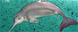 Was an extinct river dolphin just spotted in China?