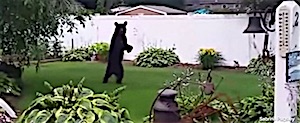 Pedals the amazing bipedal bear killed by hunter