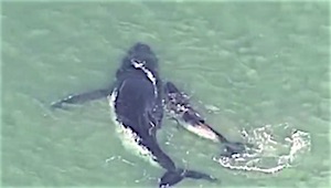 Baby whale rescues mother