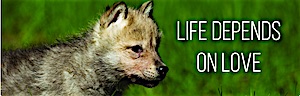 HELP FIGHT BACK AGAINST WOLF KILLING