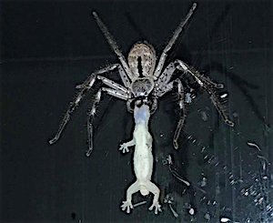 Australian couple videotapes large huntsman spider killing gecko