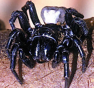 Breaking News (Australian Funnel Web Spider)